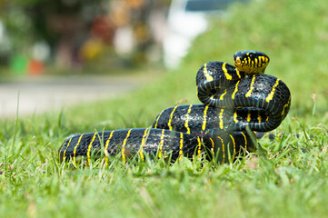 Boiga dendrophila, commonly called the mangrove snake or the gold-ringed cat snake