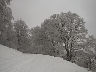 snow covered trees, beech wood in the area of the swabian alb, it looks like a fairytale winterwonderland