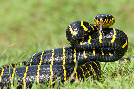 Boiga dendrophila, commonly called the mangrove snake or the gold-ringed cat snake