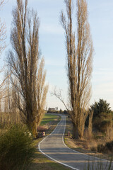 Fototapeta premium narrow lonely road that passes between two trees 