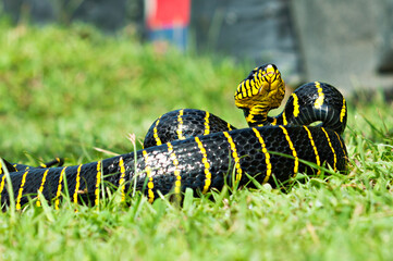 Boiga dendrophila, commonly called the mangrove snake or the gold-ringed cat snake