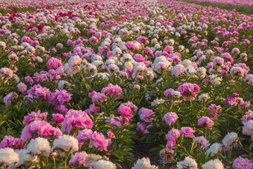 Natural beautiful summer background.