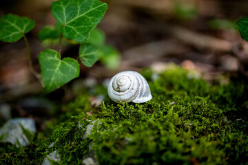 Close up macro of a snail shell on moss in a forest

