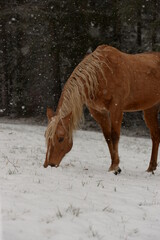 Wintertraum. Sch&ouml;nes Pferd im Schnee