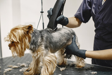 Shaving process. Small dog sits on the table. Dog shaved by a professional.