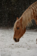 Wintertraum. Schönes Pferd im Schnee © Grubärin