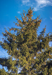 Christmas trees in the forest in the carpathians