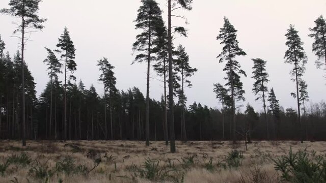 Morning in the forest when first frost of the year has arrived