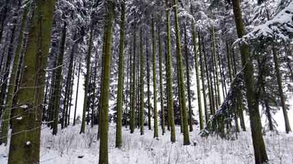 Winterlandschaft mit Bäumen und Schnee
