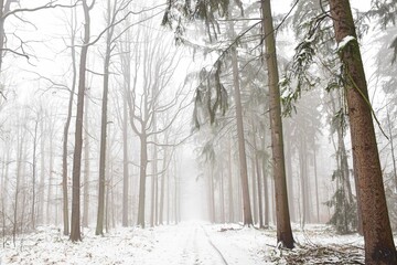 Obraz premium Zimowy las