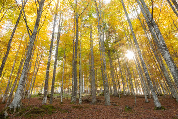 foliage inside an Italian forest at fall