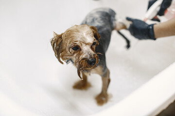 Washing process. Small dog in a bathroom. Dog washed by a professional.