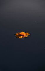 Flower in the sea