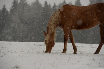 Wintertraum. Schönes Pferd im Schnee