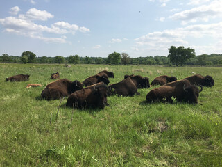 Minneopa State Park Bison Drive - Mankato, Minnesota