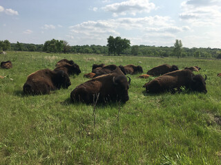 Minneopa State Park Bison Drive - Mankato, Minnesota
