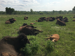 Minneopa State Park Bison Drive - Mankato, Minnesota