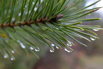 Raindrops on a pine tree branch in the forest 0715