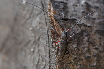 A strange bug climbs a piece of wood.