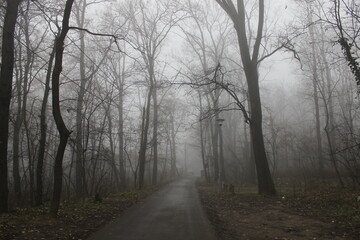 Fototapeta premium Morning fog in a forest