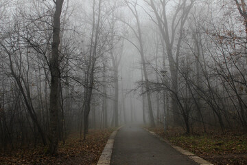 Obraz na płótnie Canvas Morning fog in a forest