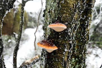 Podwójne huby na krzewie w zimowej aurze 