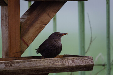 close-up of a female blackbird on an open wooden bird feeder tray with a misty background 