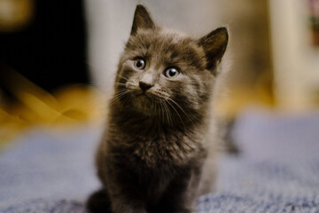 Kitten portrait with paws. Pensive kitten. Cute tabby kitten