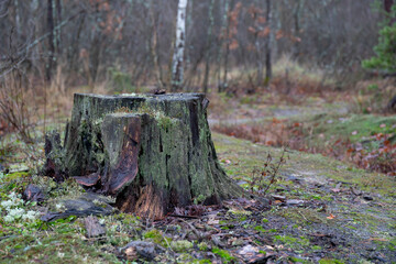 Rotten stump in the woods near the road, covered with moss