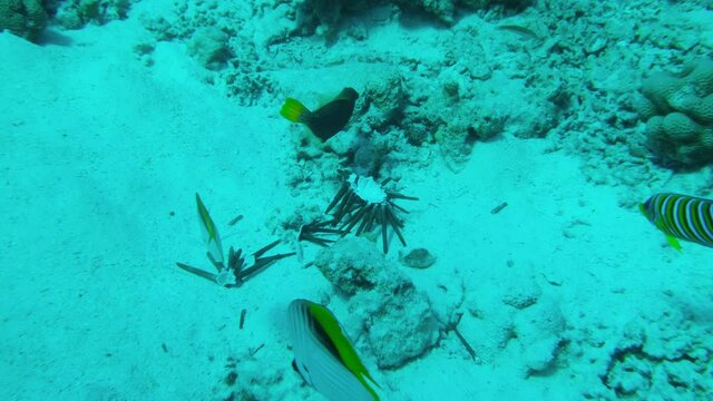 Butterflyfish, Angelfish and Broomtail Wrasse eating Brown Pencil Urchin. Threadfin Butterflyfish (Chaetodon auriga) and Royal Angelfish (Pygoplites diacanthus) Camera moving forwards approaching