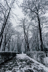 Trees and path covered in snow in Retiro Park in Madrid, Spain, after Filomena Storm strikes in the city