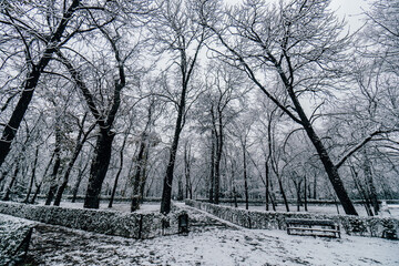 Trees and path covered in snow in Retiro Park in Madrid, Spain.