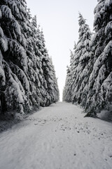 Path in the forest through snow and fog. White light, limited visibility