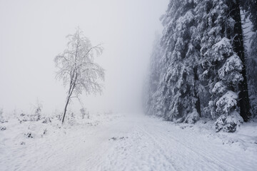 Foggy and snowy day in the forest. very limited visibility.