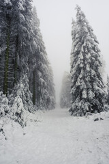 Foggy and snowy day in the forest. very limited visibility.