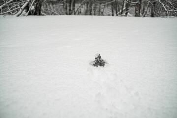 The toad walks in the snow