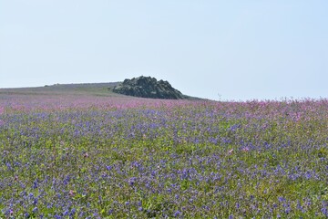 Field of bluebells and pink campion in bloom near the stone rocks in May at Skomer island, Pembrokeshire coast, Wales, UK. Beautiful landscape scenery of Spring wildflower meadows. Space for copy. 