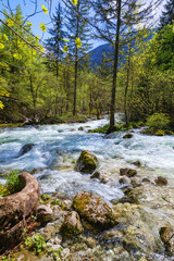 Cold mountain stream coming from Savica waterfall, river Sava near lake Bohinj, Slovenian Alps, Slovenia. The Sava Bohinjka is a headwater of the Sava River in northwestern Slovenia.