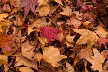 Background from bright autumn leaves. Autumn
