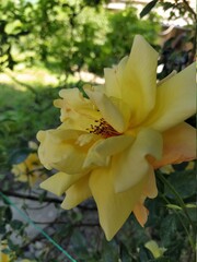 Yellow flower