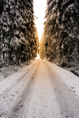 Sunlight effects on pine tree forest with snow and frost.