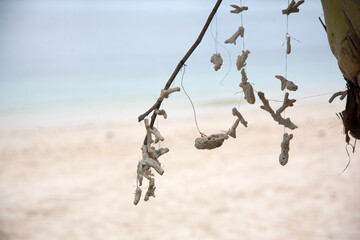 dry corals hang on ropes on a branch