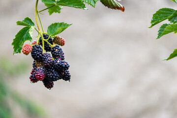 A bunch of blackberries (Rubus) on a branch with raindrops