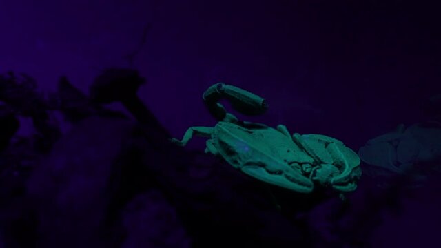 Nachtaktiver Skorpion Euscorpius italicus fluoresziert bei Bestrahlung mit Ultraviolettstrahlung. 