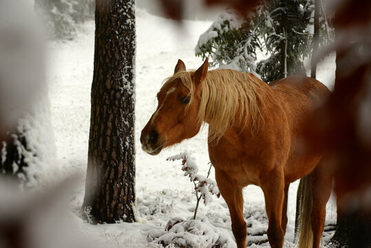 Pferdewelt. Wunderschöne Pferde im winter © Grubärin