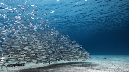 Bait ball, school of fish in shallow water of coral reef  in Caribbean Sea, Curacao