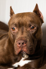 chocolate pit bull with a sad look close-up