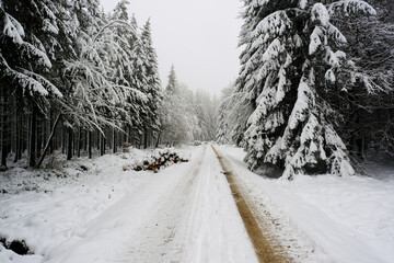 Obraz premium Path in the forest through snow and fog. White light, limited visibility