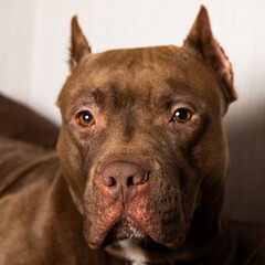 chocolate pit bull with a sad look close-up