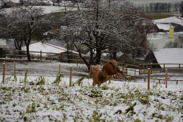 Pferdewelt. Wunderschöne Pferde im winter